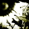 DSC00499bwSLK