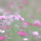 花便り　- 秋のおぼろ -