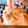 ねこ