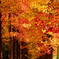 紅葉する並木道
