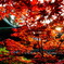 ５月に紅葉！！