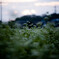 夕暮れて