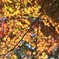 紅葉①