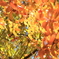 紅葉②