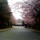 桜道