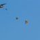 Airborne