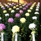菊花展