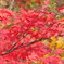 2001 紅葉狩り