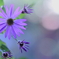 Wild chrysanthemun