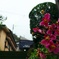 ピンクの花としずく
