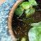 メダカ