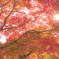 Japanese maple