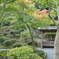 紅一点