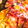 もみじ山の紅葉 XVI