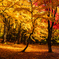 もみじ山の紅葉 XVIII