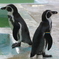 野毛山動物園 ぺんぎん