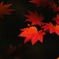 裏山の紅葉