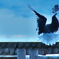 舞い降りる鳥