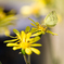 Yellow on Yellow