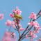 20160228_新都心公園-桜038