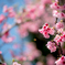 20160228_新都心公園-桜086