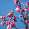20160228_新都心公園-桜097