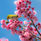 20160228_新都心公園-桜108