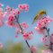 20160228_新都心公園-桜120-2