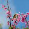 20160228_新都心公園-桜127