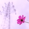 秋桜一輪