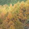 2002 せせらぎ街道の紅葉