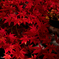 RED×STREAM