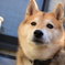 愛犬♪豆柴リキ☆