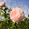 薔薇