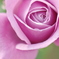 秋の薔薇Ⅳ