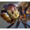 Sympetrum frequens アキアカネ