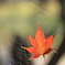 囚われの紅葉