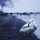 白鳥のお休み