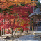 20161106_毛越寺