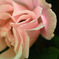 薔薇　２０１０