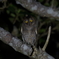 リュウキュウの夜　2