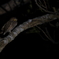 リュウキュウの夜　4