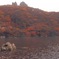 秋九重2