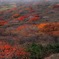 秋九重3