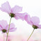 Cosmos bipinnatus
