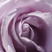 紫の薔薇
