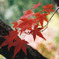 一枝の紅葉