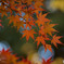 紅葉1