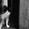 ウチの猫 その1