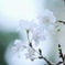 秋の桜